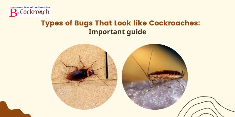 Types of Bugs That Look like Cockroaches: Important Guide
